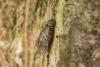 Aaroniella badonneli